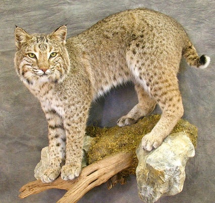 Bobcat Taxidermy Mounts Predator Hunting Forum